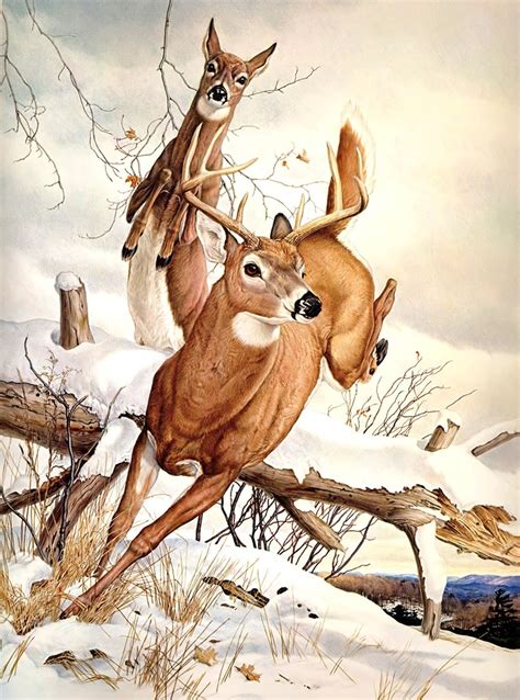 Glen Loates | Animal paintings, Wildlife paintings, Deer art