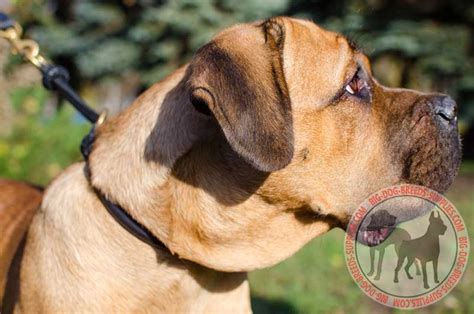 Get Leather Choke Collar | Cane Corso Breed | Big Supplies