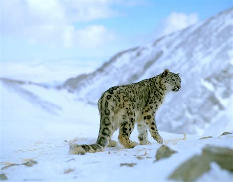 Snow leopards | WWF