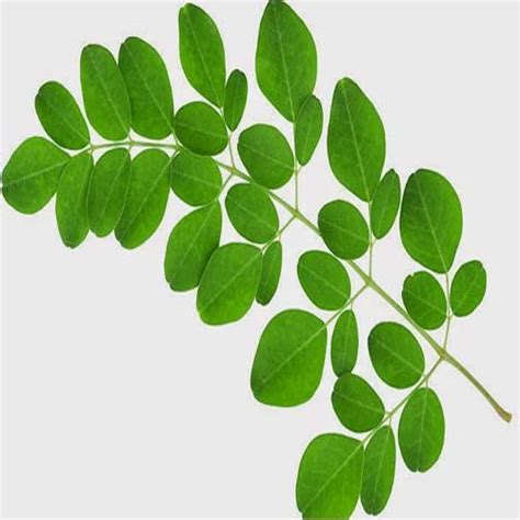 Moringa Oleifera Leaves, Moringa Oleifera Ke Patte - Himalayan Herbaria Inc., Noida | ID: 9208380933