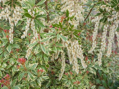 Pieris japonica 'Little Heath'