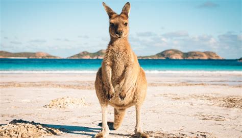 What is the Life Cycle of a Kangaroo? | Sciencing