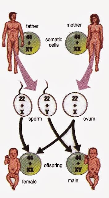 The Structure of Human Chromosome, XX And XY - New Science Biology