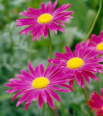 100 Pyrethrum Dalmation seeds Chrysanthemum coccineum Painted Daisy | eBay