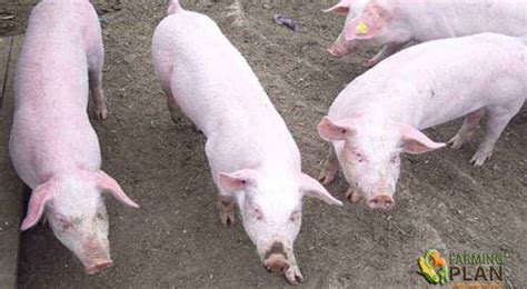 Norwegian Landrace Pig: The Most Recognized Norwegian Breed - Farming Plan