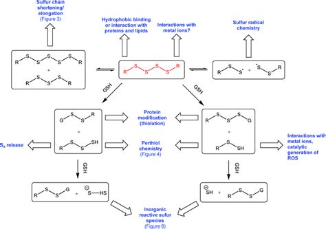 Polysulfide - Alchetron, The Free Social Encyclopedia