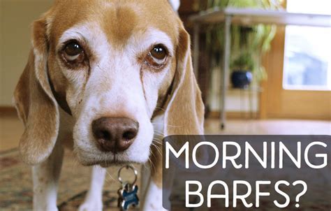 Why Is My Dog Vomiting Bile in the Morning? | PetHelpful