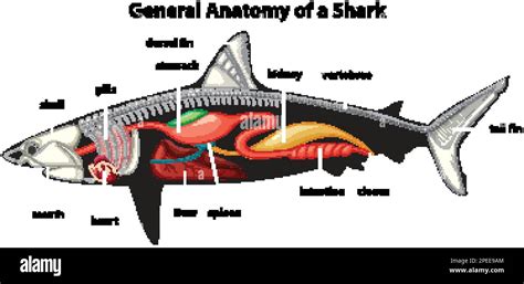 General Anatomy of a Shark Diagram illustration Stock Vector Image ...