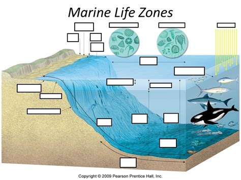 Marine Life Zones 2 Diagram | Quizlet