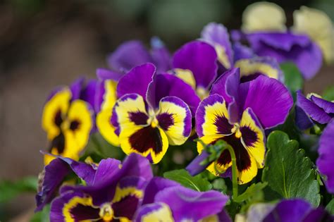 Tips on Growing and Caring for Pansies - Garden Lovers Club