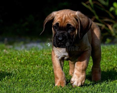 Fawn Cane Corso Puppy, 8 Weeks Stock Photo - Image of brindle, italiano ...