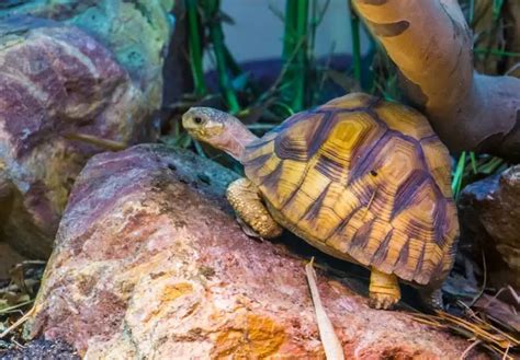 Tortoise Lifespan: Shortest To Longest – Cool Pets Advice