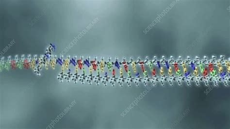 DNA replication, animation - Stock Video Clip - K003/9227 - Science ...