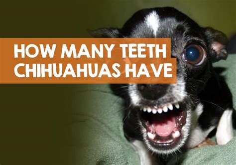 Chihuahua Teeth Chart