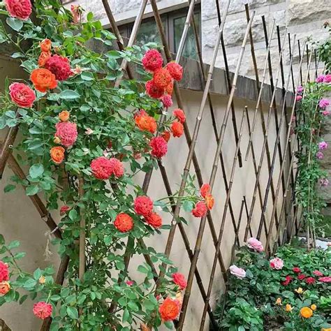 Climbing Roses Trellis: Which Types Are Suitable and How Can You Make One?