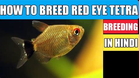 Red eye Tetra breeding | How to breed red eye Tetra | Breeding of Red eye Tetra . - YouTube