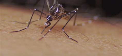 About Aedes-transmitted diseases - Global Dengue & Aedes-Transmitted Diseases Consortium (GDAC)