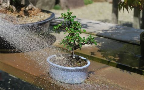 Bonsai Tree Watering - Bonsai Primer