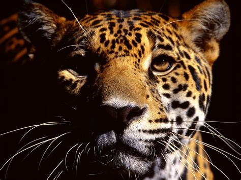 jaguar eyes The jaguar (Panthera onca) is a big cat, a feline in the Panthera