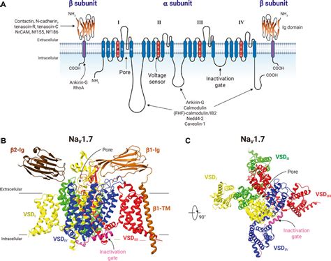 Frontiers | Voltage-gated sodium channels: from roles and mechanisms in ...