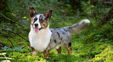 Australian Shepherd Corgi Mix; Complete Guide for Dog Lovers