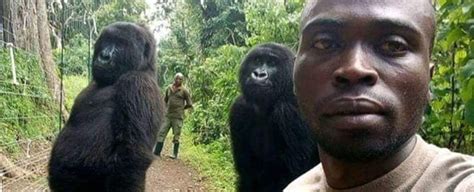 Gorillas caught in viral selfie standing tall 'like humans'. Here's what's going on - Science News