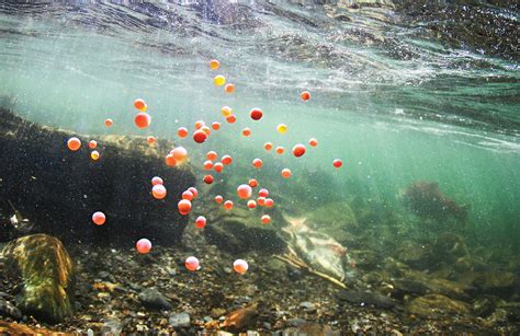 The Sockeye Salmon’s Last Swim - The New York Times