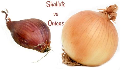 Shallots vs Onions - What is the Difference? and How to Use Them