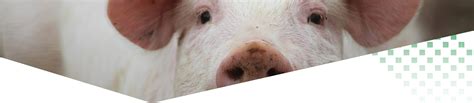 Optimizing feed formulation| Pigs challenges | Nuscience