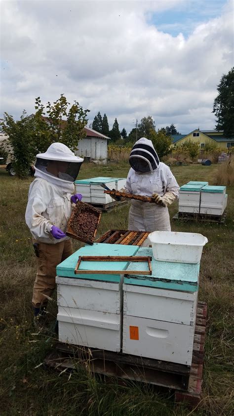 Beekeeping In-Hive Experience | Flying Bee Ranch