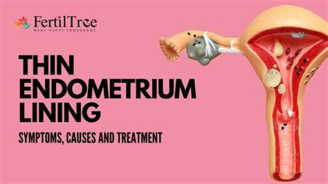 Thin Endometrium Lining | Symptoms, Causes & Treatments