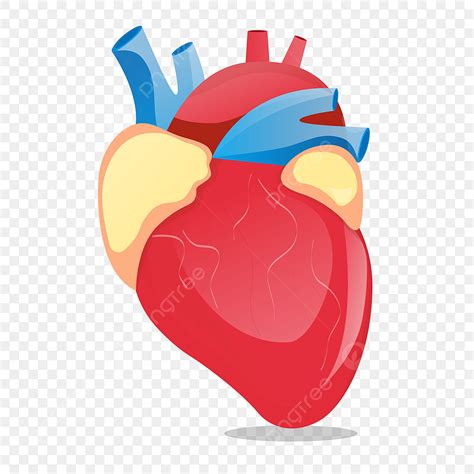 Human Heart Illustration Vector Hd Images, Vector Human Organ Heart Illustration, Human Organs ...