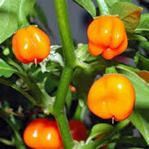 Hot Pepper Seed Mix Garden Collection, Heirloom Seeds, 7 Top Seeds – Country Creek LLC