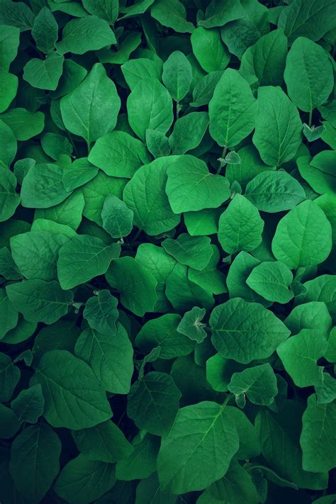 Green Wallpapers: Free HD Download [500+ HQ] | Unsplash