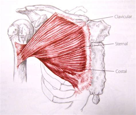 How does the Pectoralis Major work when doing a bench press? | Anatomy ...