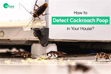 How to Identify Cockroach Poop in Your House? HiCare