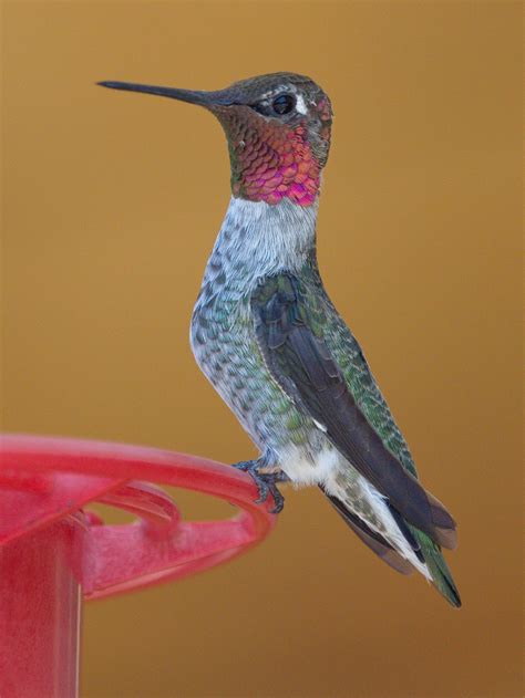 Anna’s Hummingbird | San Diego Bird Spot