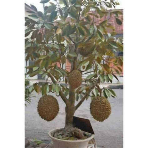 Red Durian Seeds, Durian Marangang (Durio dulcis) - Price €12.50