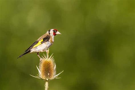 Goldfinches need protection – migrating songbirds might be vanishing from North Africa