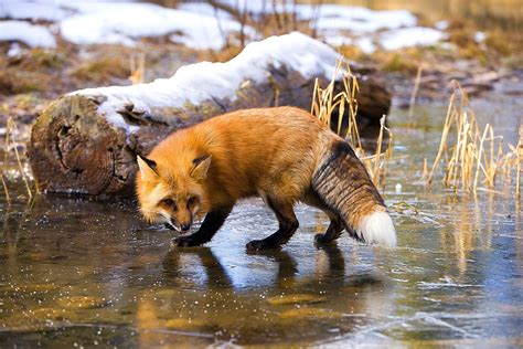 North American Wildlife - Jim Zuckerman Photography | North american wildlife, Wild animals ...