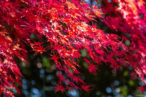 Enjoying the Colors of Autumn in Japan – Lakbayer