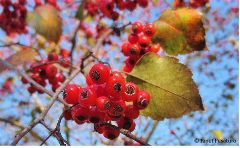 Hawthorn berries: identify, harvest, and make an extract