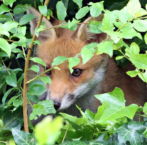 Fox Cub Free Stock Photo - Public Domain Pictures