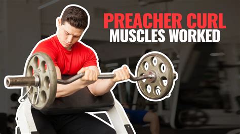 Discover Preacher Curl Muscles Worked Plus 3 Exercise Variations