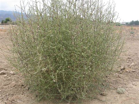 Everything You Ever Wanted to Know About Tumbleweeds