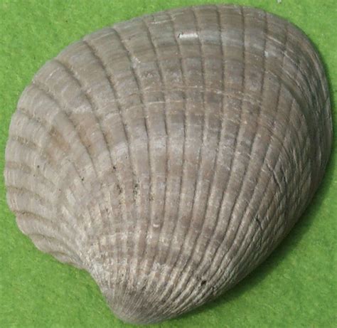 Fossils - Bivalves