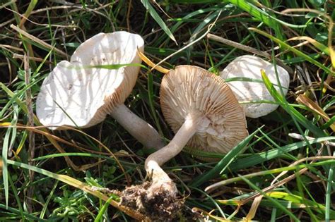 Clitocybe rivulosa (Higher Fungi of the San Francisco Bay Area) · iNaturalist