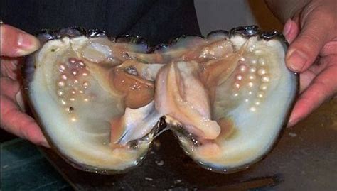 A Clam with Pearls. | Oysters, Pearls, Natural pearls