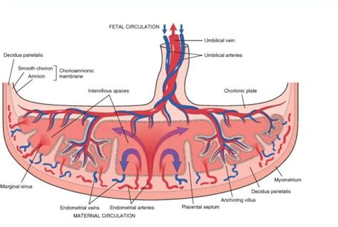 Placenta - What Is It and How It Works | Biology Dictionary