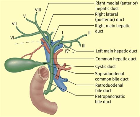 Parts Of Common Bile Duct Anatomy Anatomy Structure | sexiezpix Web Porn